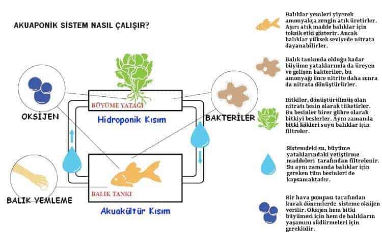 akuaponik sistemler nasıl çalışır