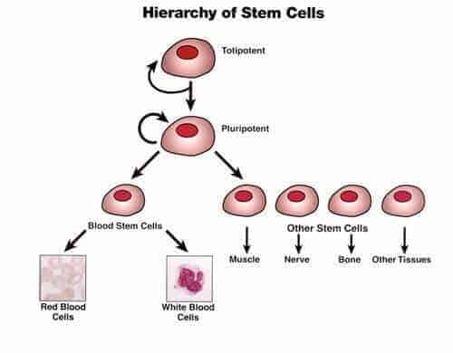 kök hücre nedir