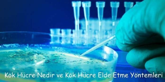 kök hücre nedir