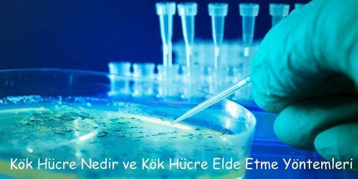 kök hücre nedir