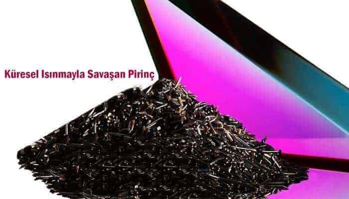 küresel ısınmayla savaşan pirinç küresel ısınmayla savaşan pirinç