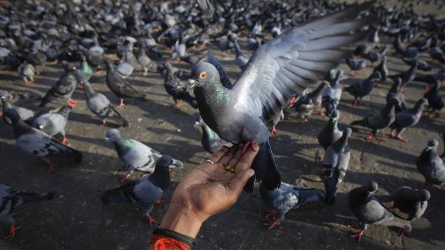posta güvercinlerinin eğitimi
