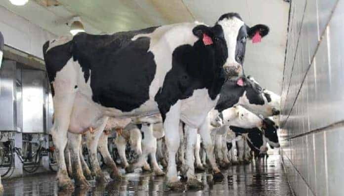 Türkiye‘de Süt Üretimi ve Sektördeki Sıkıntılar