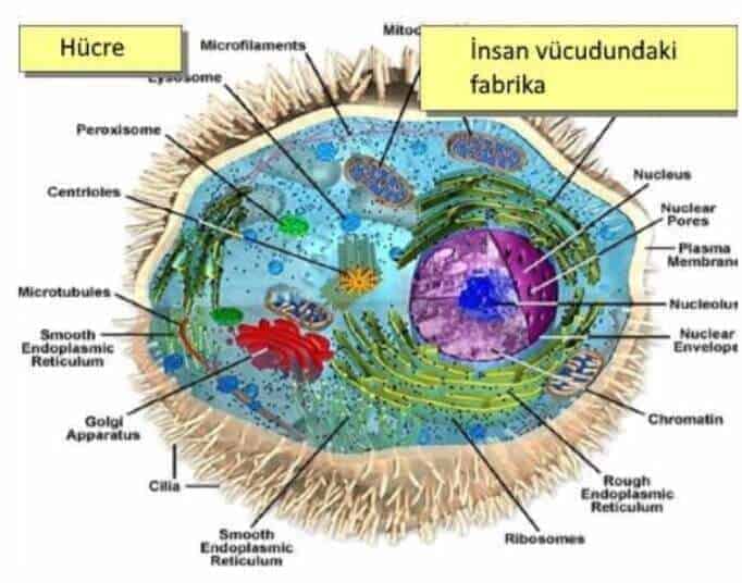 hücre