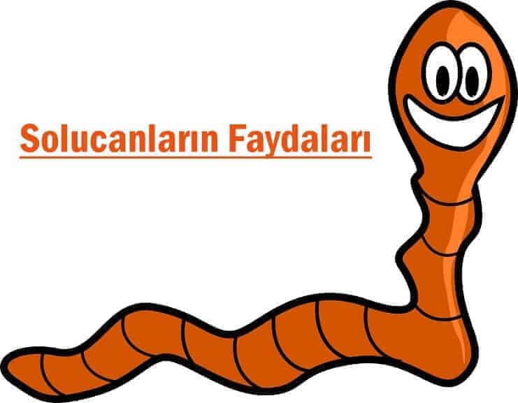 Solucanların Faydaları Solucanların Faydaları