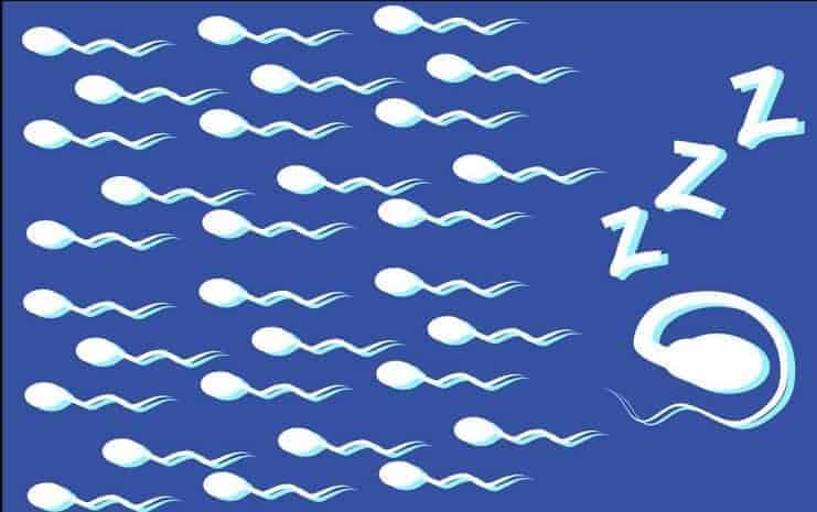 sperm