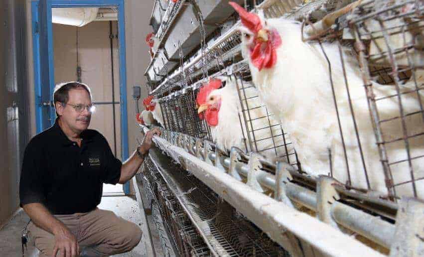 Kümes Hayvanları Yetiştiriciliği Bölümü Kümes Hayvanları Yetiştiriciliği Bölümü