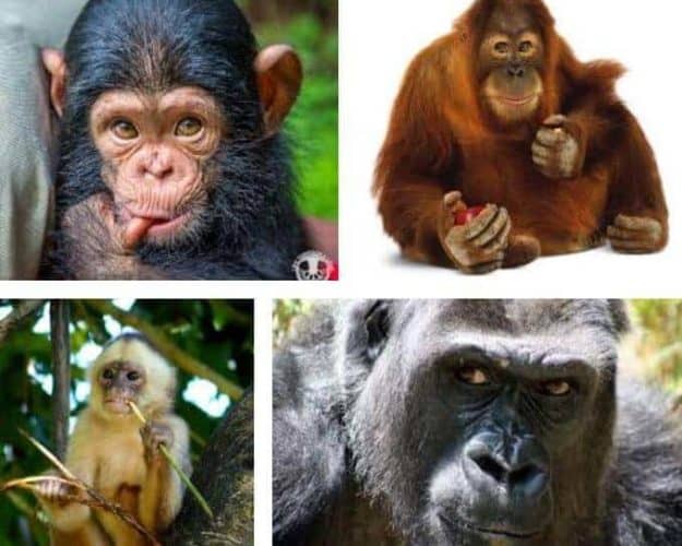 Memeli Hayvanlar Nelerdir Mühendis Beyinler