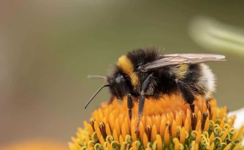 arı besleme yöntemleri