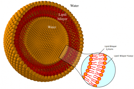 lipid bilayer