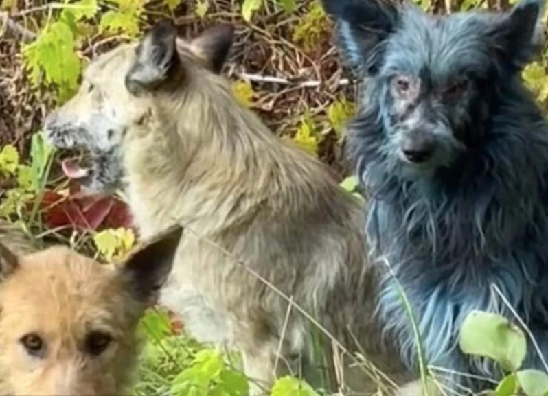 Cernobilde Mavi Tuylu Kopekler Çernobil’de Mavi Tüylü Köpekler